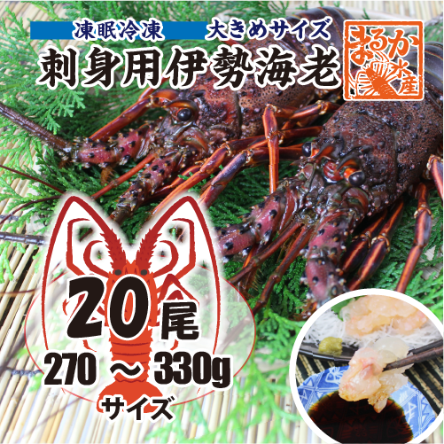 刺身用伊勢海老 凍眠冷凍 大きめサイズ 270～330g[凍眠冷凍伊勢海老]