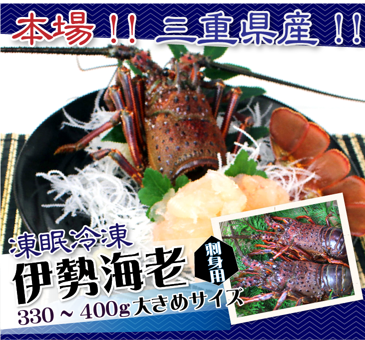 刺身用伊勢海老 凍眠冷凍 大きめサイズ 330～400g [刺身用伊勢海老]