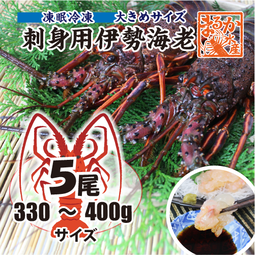 刺身用伊勢海老 凍眠冷凍 大きめサイズ 330～400g [刺身用伊勢海老]