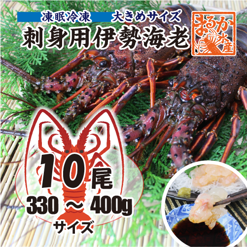 刺身用伊勢海老 凍眠冷凍 大きめサイズ 330～400g [刺身用伊勢海老]
