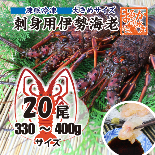 刺身用伊勢海老 凍眠冷凍 大きめサイズ 330～400g [刺身用伊勢海老]
