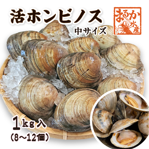 活 ホンビノス貝 中サイズ（8～12個）（入数:1kg入 [貝類]）