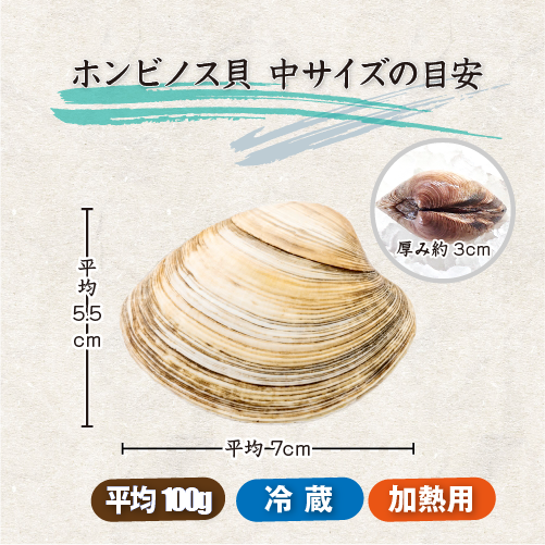 活 ホンビノス貝 中サイズ（8～12個）（入数:1kg入 [貝類]）