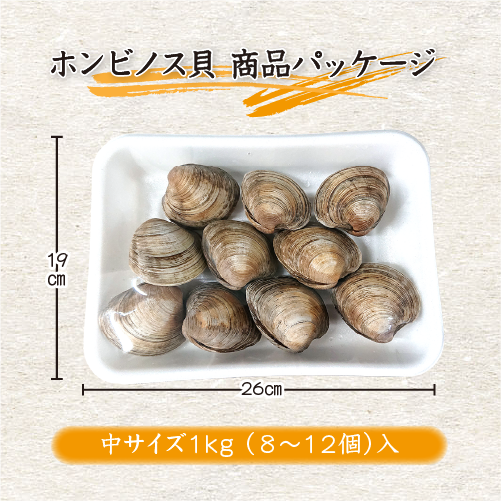活 ホンビノス貝 中サイズ（8～12個）（入数:1kg入 [貝類]）