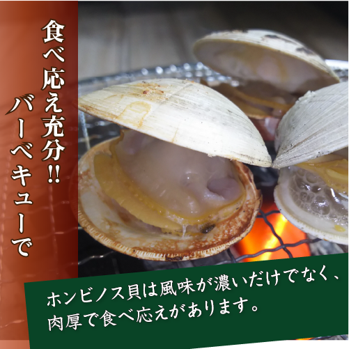 活 ホンビノス貝 中サイズ（8～12個）（入数:1kg入 [貝類]）