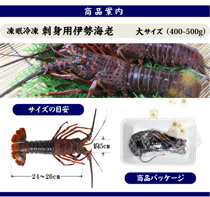 刺身用伊勢海老 凍眠冷凍 大サイズ 400～500g [刺身用伊勢海老]