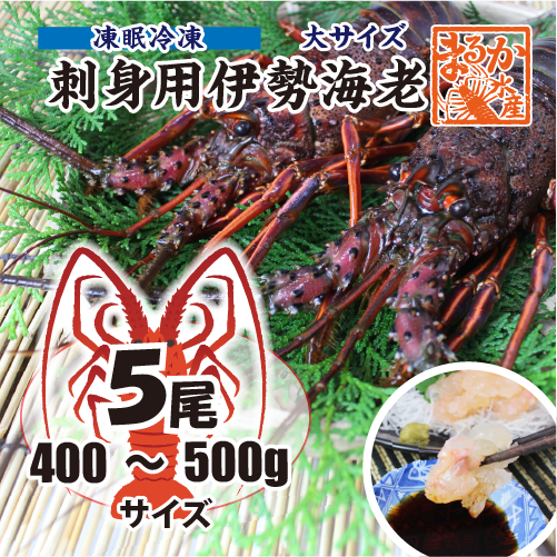 刺身用伊勢海老 凍眠冷凍 大サイズ 400～500g [刺身用伊勢海老]