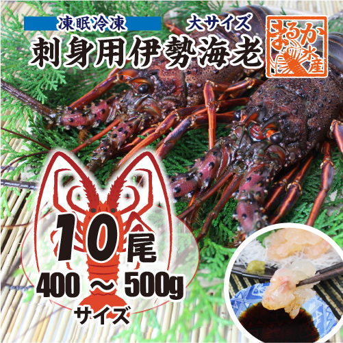 刺身用伊勢海老 凍眠冷凍 大サイズ 400～500g [刺身用伊勢海老]