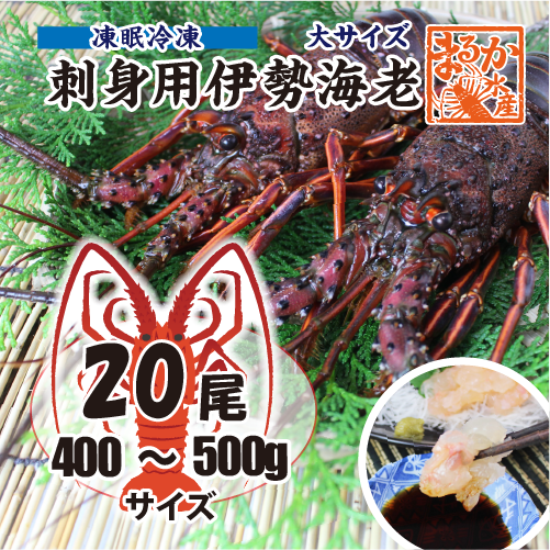 刺身用伊勢海老 凍眠冷凍 大サイズ 400～500g [刺身用伊勢海老]