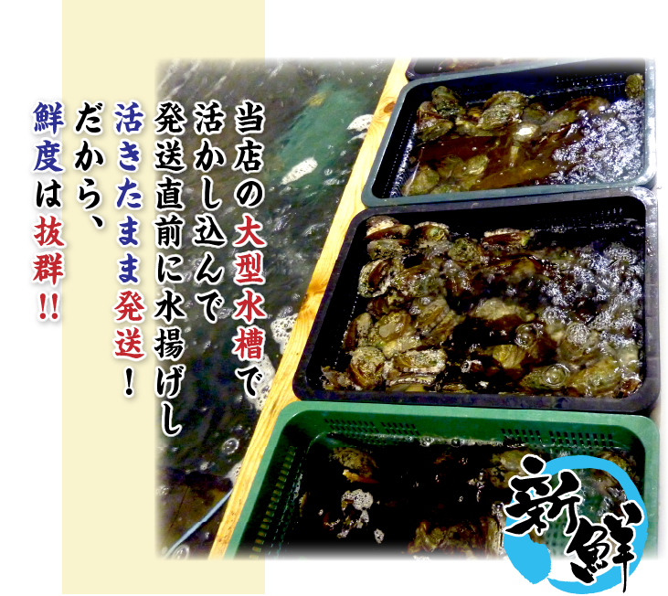 活 蝦夷あわび 70～80g Sサイズ [あわび]（入数:10枚 ★）