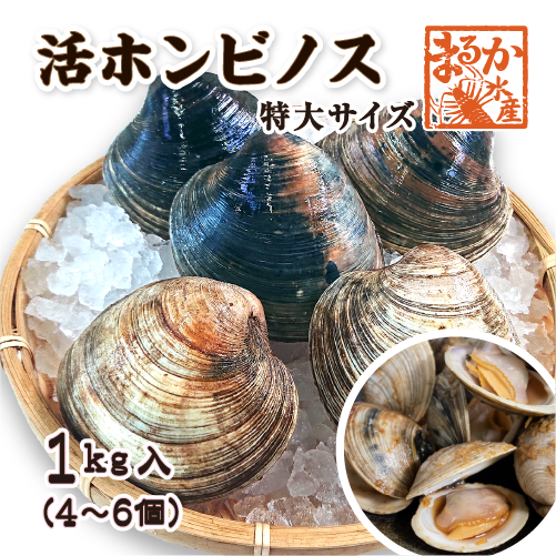 【大好評！激安キャンペーン！　冷凍ホンビノス貝 ！！】　冷凍ホンビノス貝6kg（Sサイズ ～55ｇ以下）あさりサイズ小さめ 究極の食材！ホンビノス貝を最安値で購入！ | ソフトシェルクラブ協会