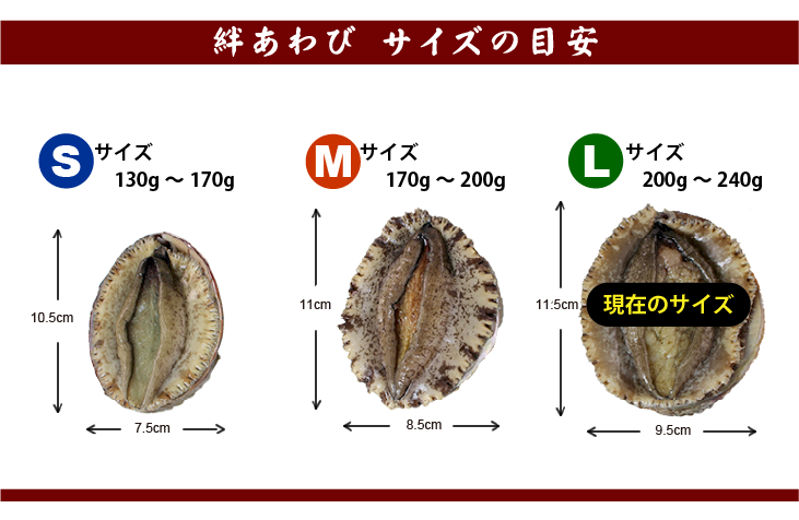 絆あわび（天然黒赤あわびのつがいセット）Lサイズ 200～240g　各1枚  ★[あわび]