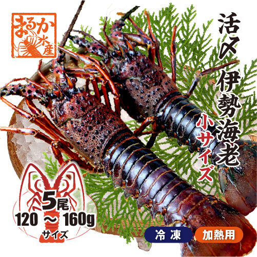 □活〆伊勢海老（冷凍加熱用）小サイズ 120～160g [冷凍伊勢海老]