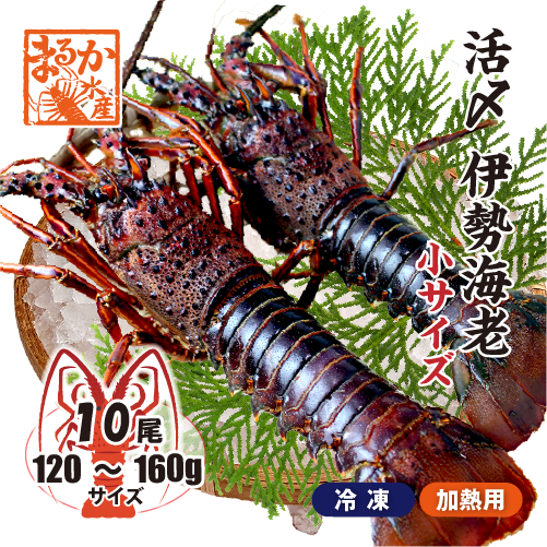 □活〆伊勢海老（冷凍加熱用）小サイズ 120～160g [冷凍伊勢海老]