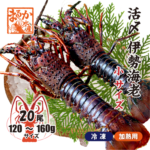 □活〆伊勢海老（冷凍加熱用）小サイズ 120～160g [冷凍伊勢海老]