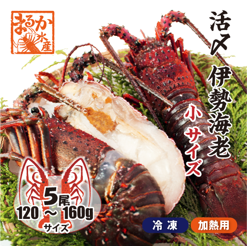 □活〆伊勢海老（冷凍加熱用）小サイズ 120～160g [冷凍伊勢海老]