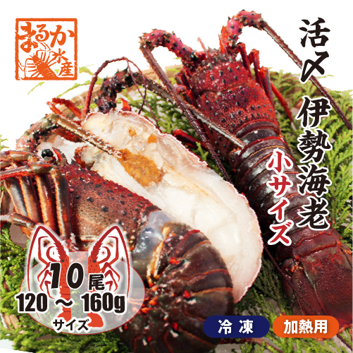 □活〆伊勢海老（冷凍加熱用）小サイズ 120～160g [冷凍伊勢海老]