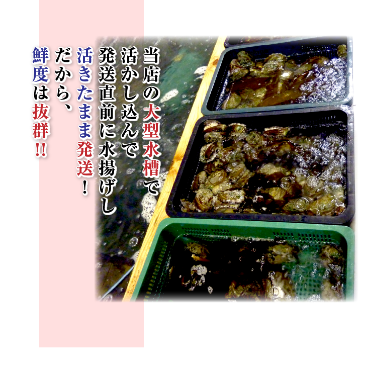 天然赤あわび（メガイアワビ）Lサイズ 200～240g　1枚 [あわび]