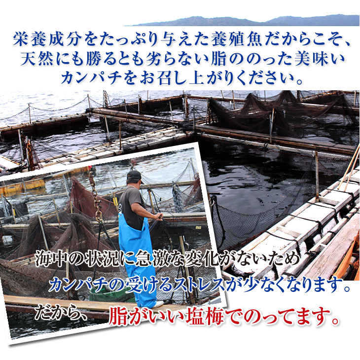 活〆カンパチ １尾 3.5～4.0kgサイズ（養殖）[魚介類]