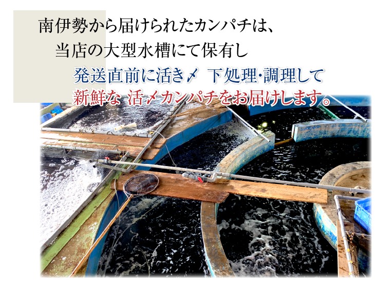 活〆カンパチ １尾 3.5～4.0kgサイズ（養殖）[魚介類]