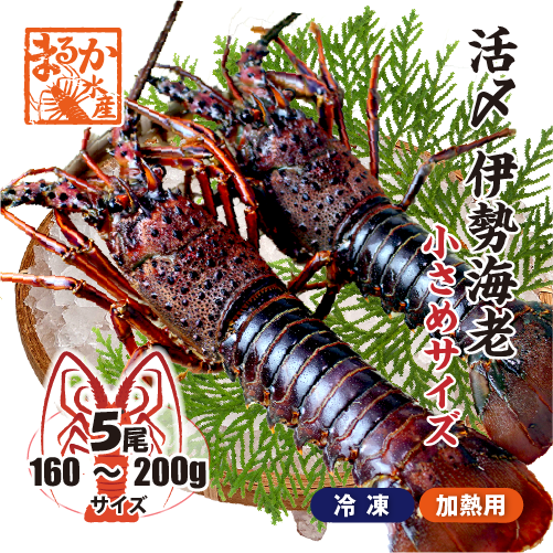 □活〆伊勢海老（冷凍加熱用）小さめサイズ 160～200g [冷凍伊勢海老]