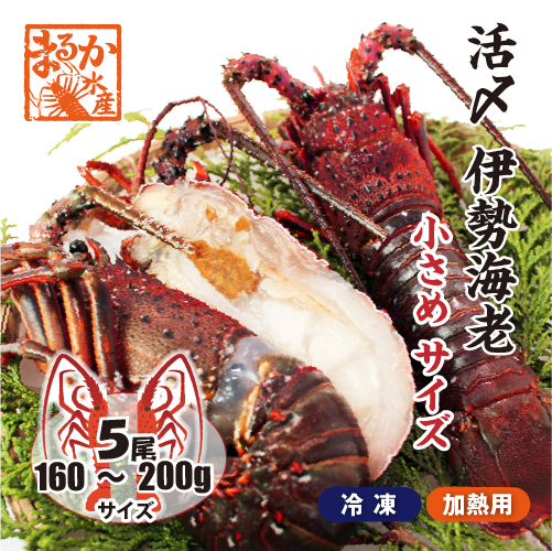 □活〆伊勢海老（冷凍加熱用）小さめサイズ 160～200g [冷凍伊勢海老]