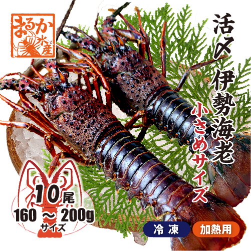 □活〆伊勢海老（冷凍加熱用）小さめサイズ 160～200g [冷凍伊勢海老]
