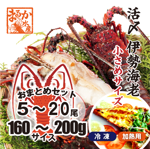 □活〆伊勢海老（冷凍加熱用）小さめサイズ 160～200g [冷凍伊勢海老]