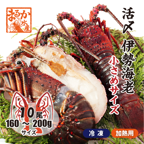 □活〆伊勢海老（冷凍加熱用）小さめサイズ 160～200g [冷凍伊勢海老]