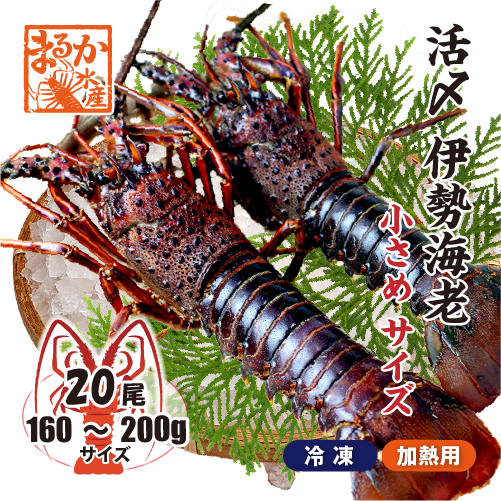 □活〆伊勢海老（冷凍加熱用）小さめサイズ 160～200g [冷凍伊勢海老]