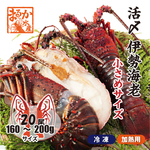 □活〆伊勢海老（冷凍加熱用）小さめサイズ 160～200g [冷凍伊勢海老]