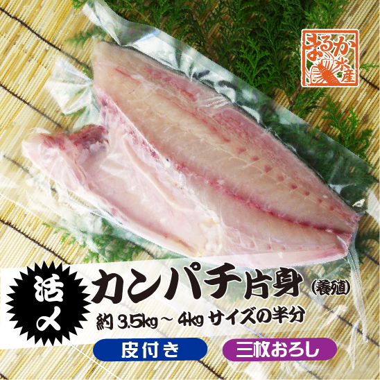 活〆カンパチ 片身 捌いてお届け！ 三枚おろし 皮付き 3.5～4.0kgサイズの半分（養殖）[魚介類]