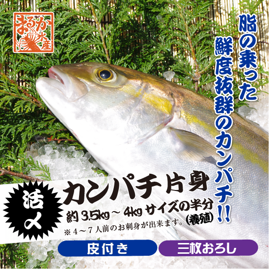 活〆カンパチ 片身 捌いてお届け！ 三枚おろし 皮付き 3.5～4.0kgサイズの半分（養殖）[魚介類]