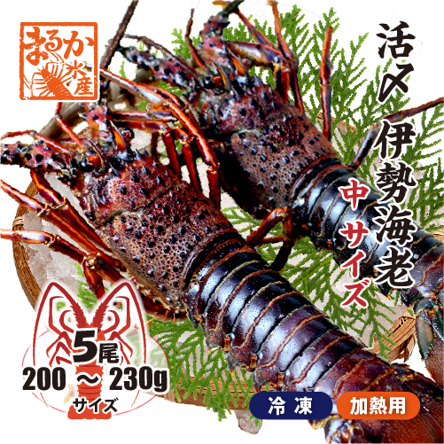 □活〆伊勢海老（冷凍加熱用）中サイズ 200～230g [冷凍伊勢海老]