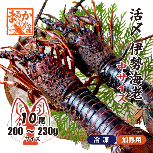 □活〆伊勢海老（冷凍加熱用）中サイズ 200～230g [冷凍伊勢海老]