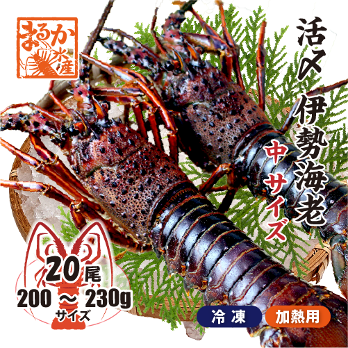 □活〆伊勢海老（冷凍加熱用）中サイズ 200～230g [冷凍伊勢海老]