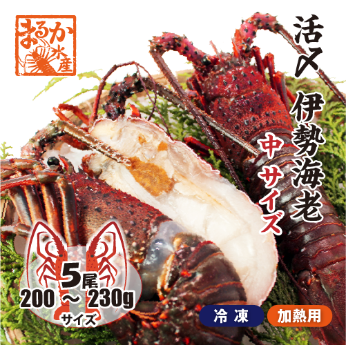 □活〆伊勢海老（冷凍加熱用）中サイズ 200～230g [冷凍伊勢海老]