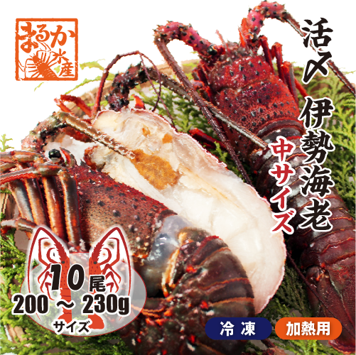 □活〆伊勢海老（冷凍加熱用）中サイズ 200～230g [冷凍伊勢海老]