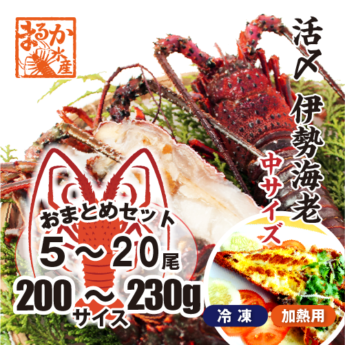 □活〆伊勢海老（冷凍加熱用）中サイズ 200～230g [冷凍伊勢海老]