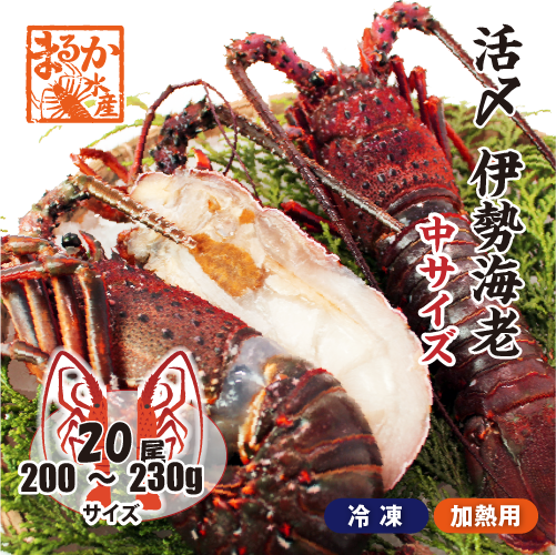 □活〆伊勢海老（冷凍加熱用）中サイズ 200～230g [冷凍伊勢海老]