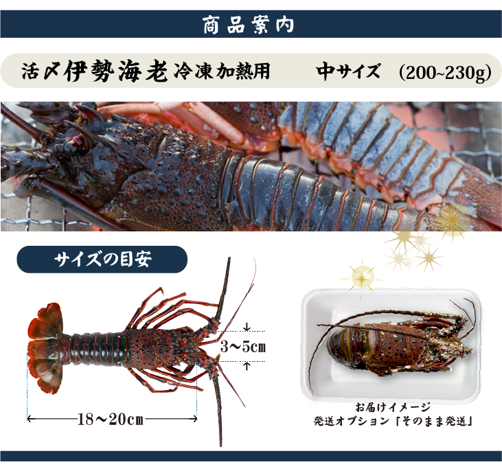 □活〆伊勢海老（冷凍加熱用）中サイズ 200～230g [冷凍伊勢海老]