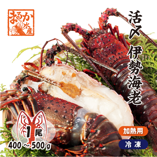 活〆伊勢海老（冷凍加熱用）大サイズ1尾 400～500g 送料無料