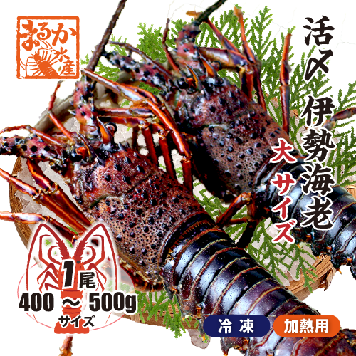 活〆伊勢海老（冷凍加熱用）大サイズ 400～500g ★[冷凍伊勢海老]（入数:1尾）