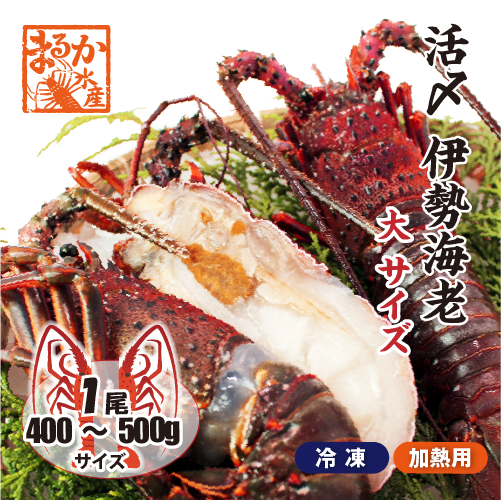 活〆伊勢海老（冷凍加熱用）大サイズ 400～500g ★[冷凍伊勢海老]（入数:1尾）