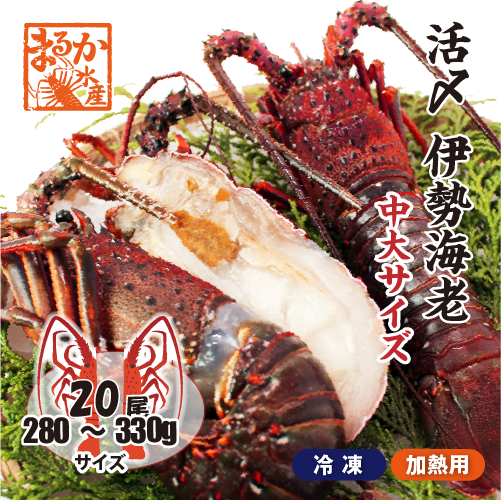 □活〆伊勢海老（冷凍加熱用）中大サイズ 280～330g [冷凍伊勢海老]