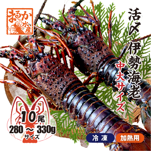 □活〆伊勢海老（冷凍加熱用）中大サイズ 280～330g [冷凍伊勢海老]