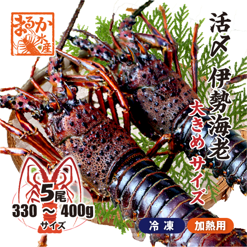 活〆伊勢海老（冷凍加熱用）大きめサイズ 330～400g [冷凍伊勢海老]
