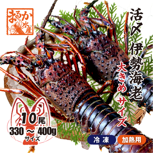 活〆伊勢海老（冷凍加熱用）大きめサイズ 330～400g [冷凍伊勢海老]