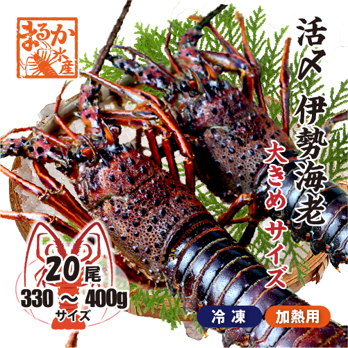 活〆伊勢海老（冷凍加熱用）大きめサイズ 330～400g [冷凍伊勢海老]
