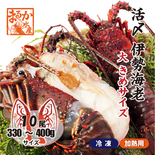活〆伊勢海老（冷凍加熱用）大きめサイズ 330～400g [冷凍伊勢海老]